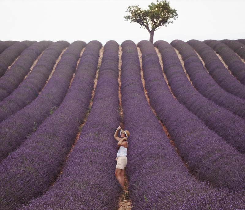 How lavender has woven her way into human history and captivates our senses.