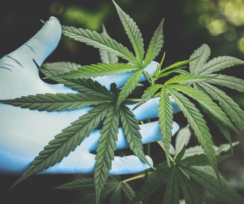 Is Hemp the same as CBD?