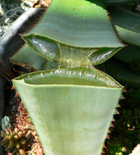 The Global Superstar that almost wasn’t: Aloe Vera - a story of science and history