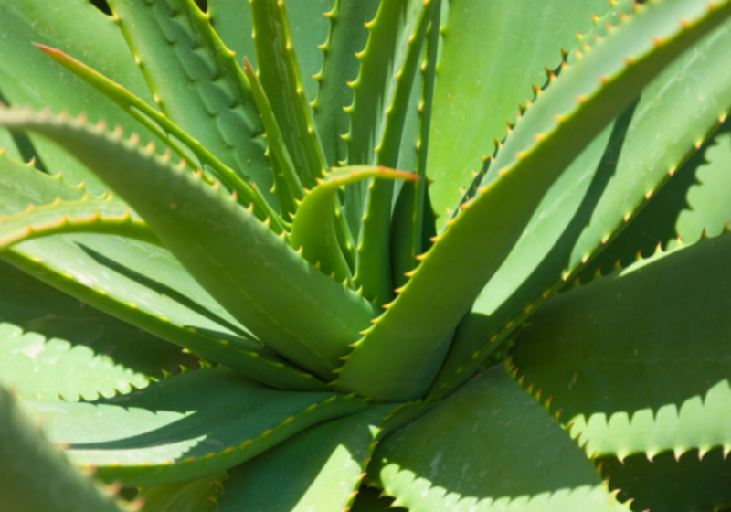 Does Aloe vera really work?
