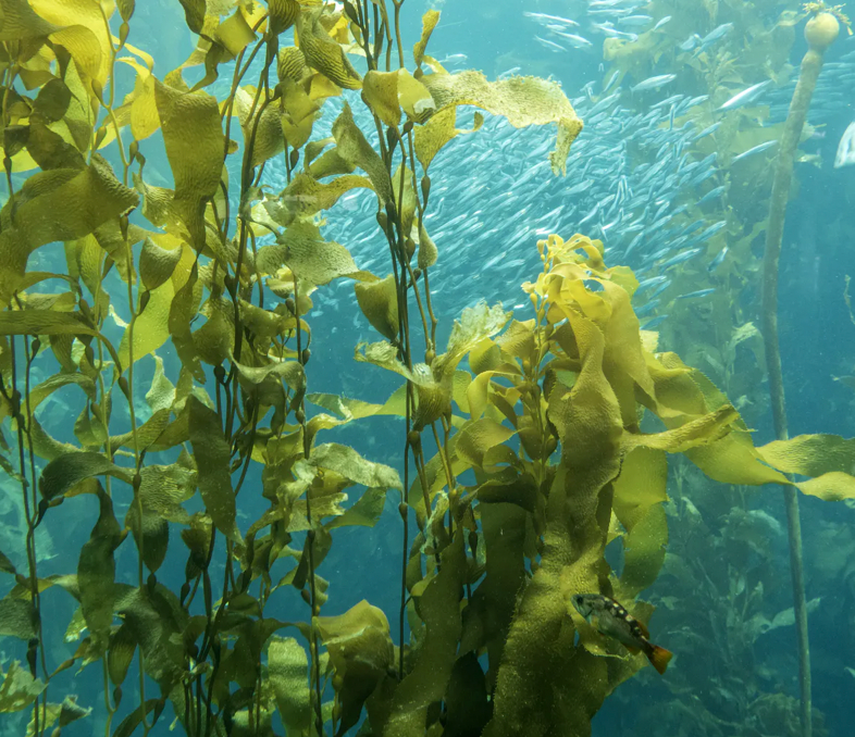 How does Sea Kelp Keep not get Sunburned? Why is Sea Kelp Good For Skin Care.