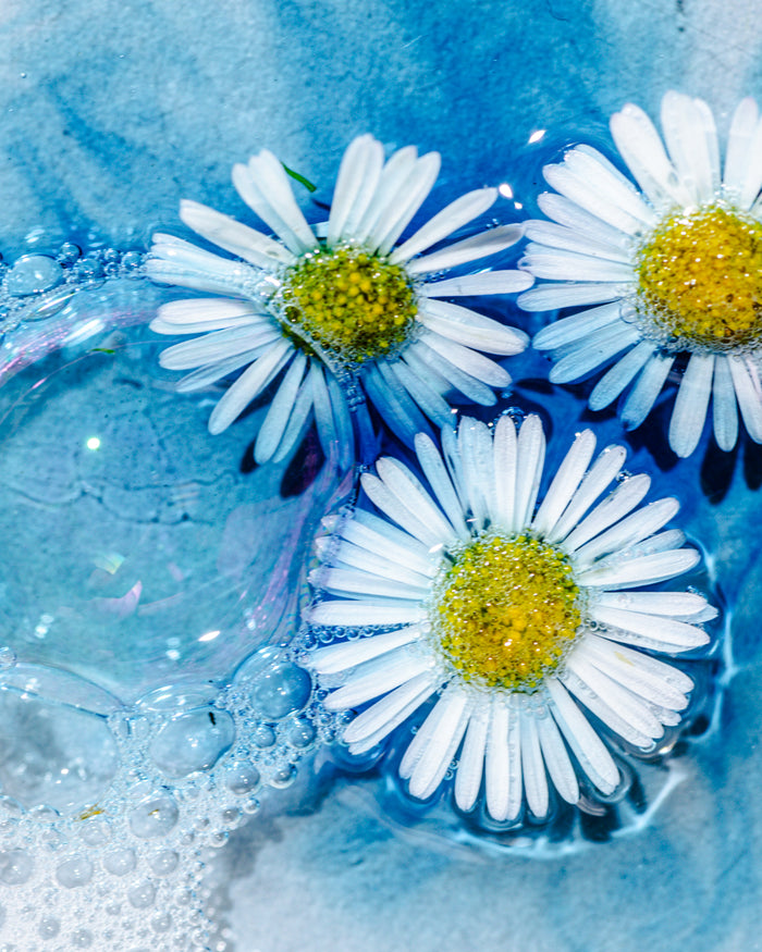 A close up photo of while chamomile flowers with yellow centers in blue water, with gentle bubble around it. This is the artwork for Tres Keikis Gentle Cream cleanser. A natural vegan skincare company 